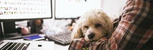 298_99dog